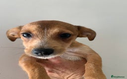 Mixed Breed dogs for sale: Bichon x Jack Russell READY NOW - Image 3