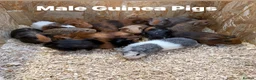 Guinea Pig rodents for sale: Guinea Pigs in a range of colours  - Advert 2
