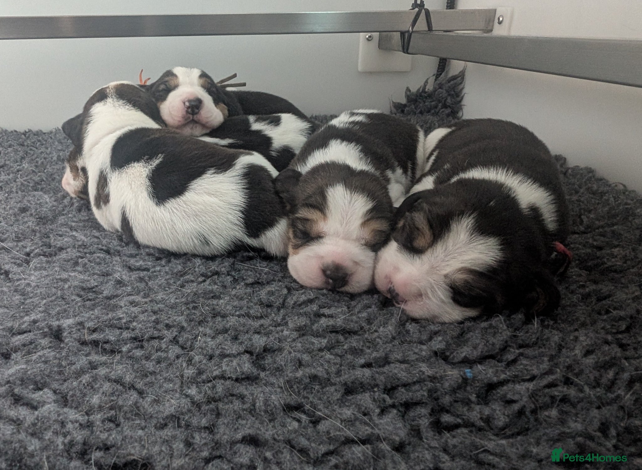 Beagle dogs Kc registered champion show line beagle puppies  - Advert 2