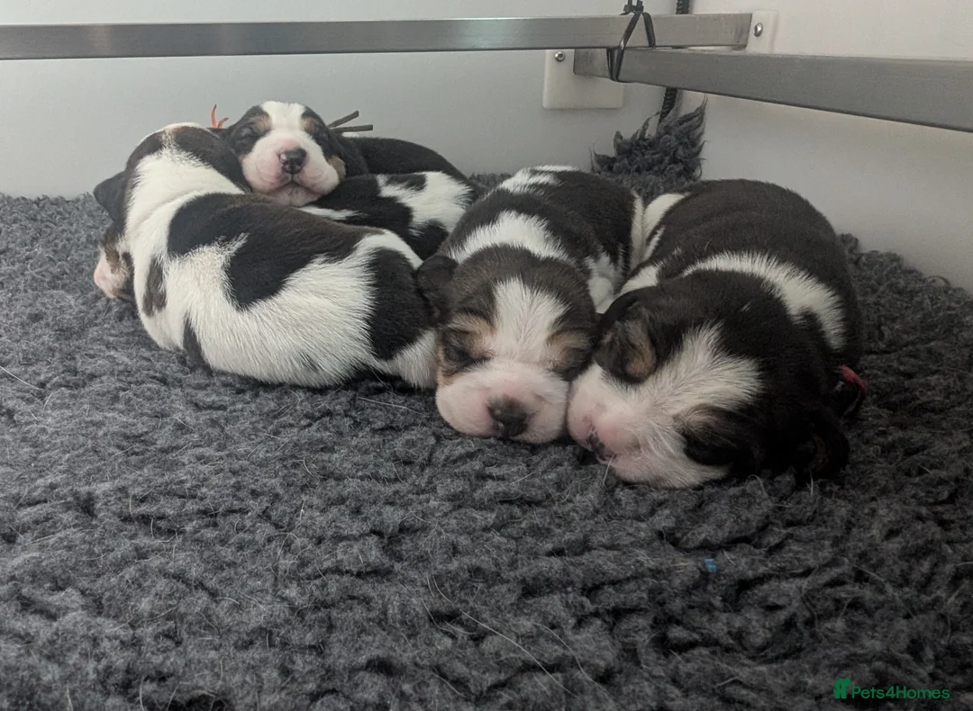 Beagle dogs for sale: Kc registered champion show line beagle puppies  - Advert 2