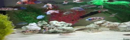 Cichlids fish for sale: Tropical fish - Advert 3