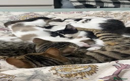 Bengal cats for sale: Bengal x british longhair mix kittens  - Image 7