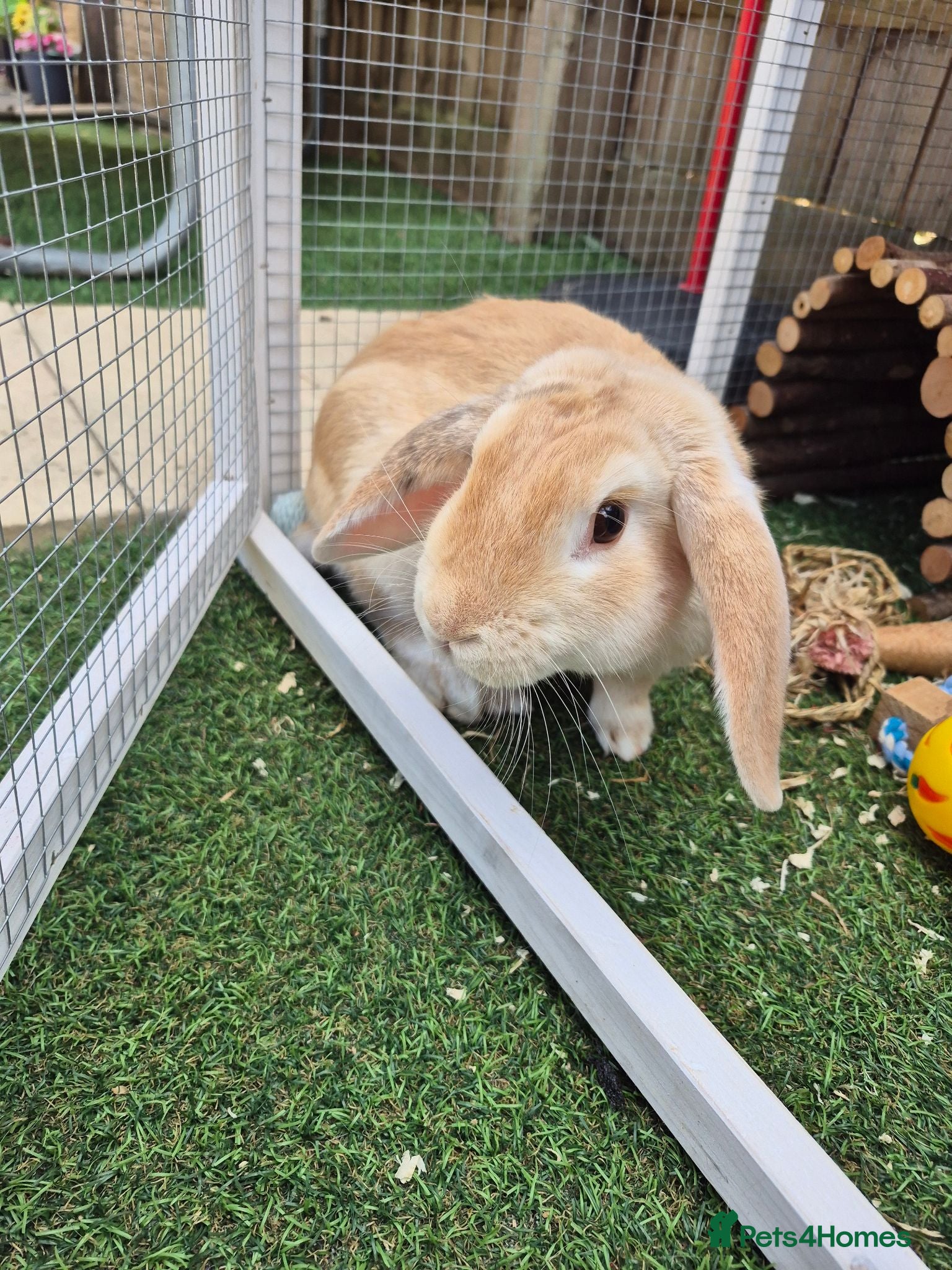 Mini Lop rabbits Beige Mini Lop Male For Rehome 1 year old - Advert 1