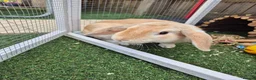 Mini Lop rabbits for sale: Beige Mini Lop Male For Rehome 1 year old in Yateley - Advert 1