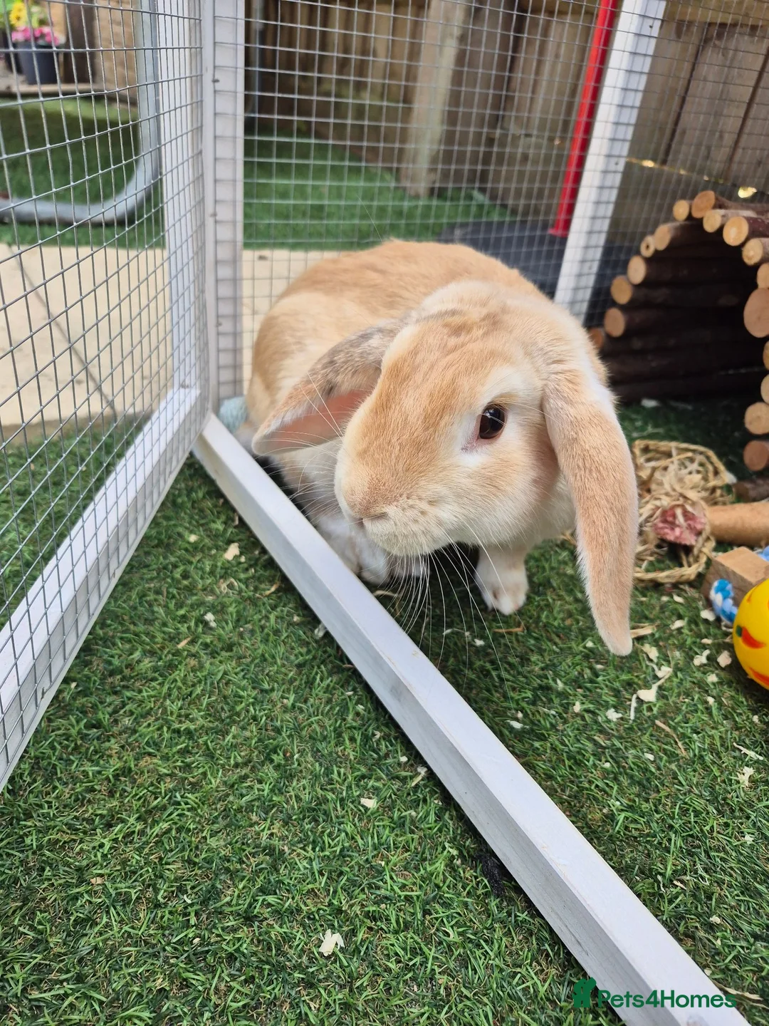 Mini Lop rabbits for sale: Beige Mini Lop Male For Rehome 1 year old in Yateley - Advert 1