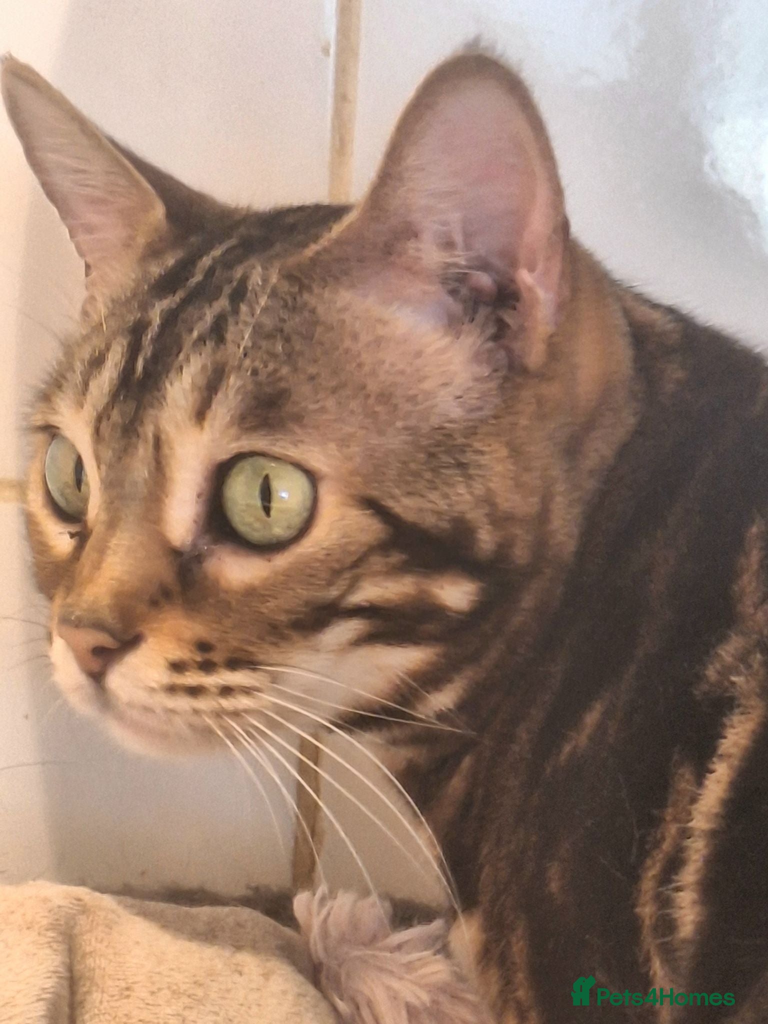 Bengal cats Tica Bengal Chocolate Marbled April speyed female - Advert 11