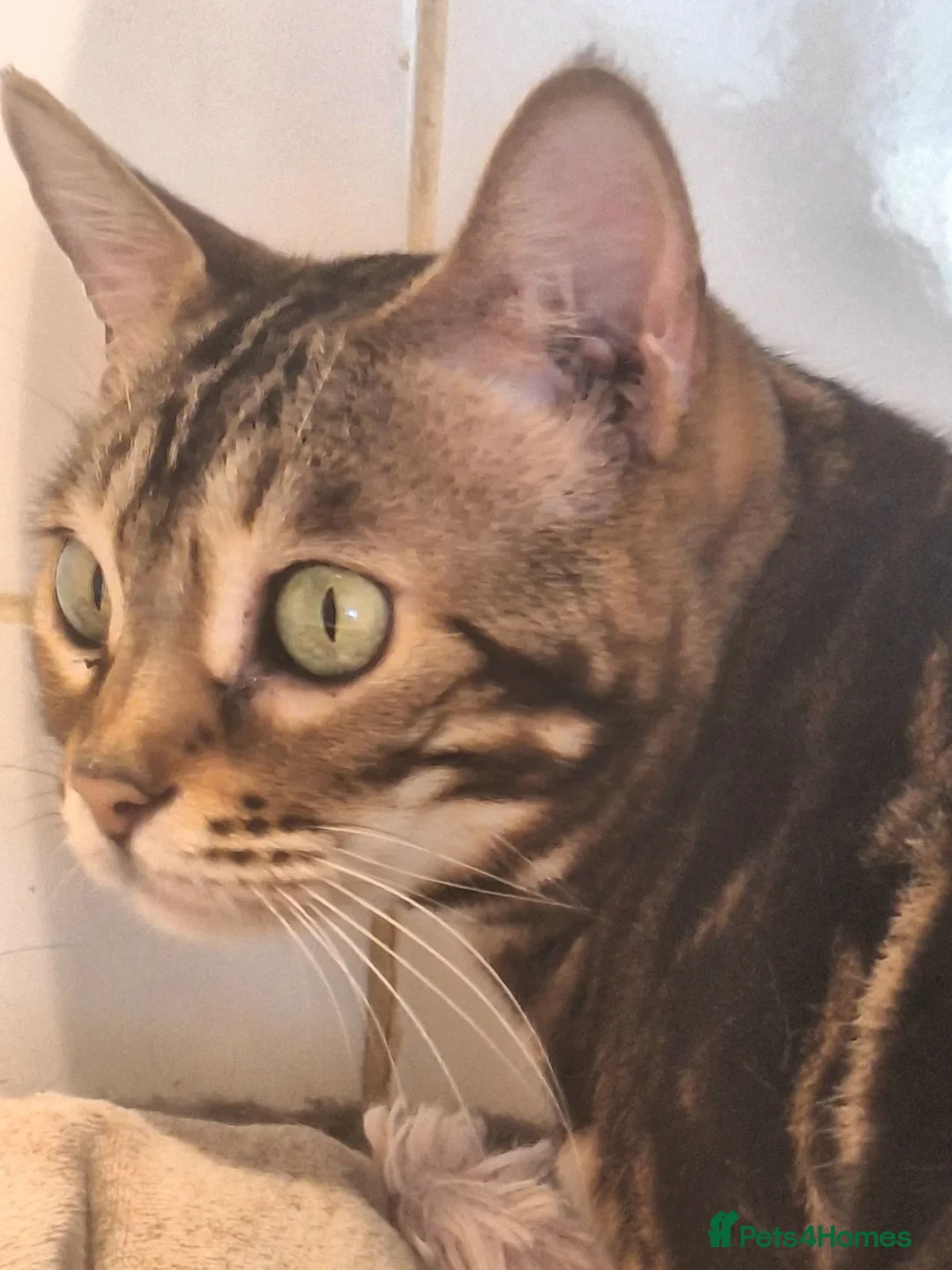 Bengal cats for sale: Tica Bengal Chocolate Marbled April speyed female - Advert 1