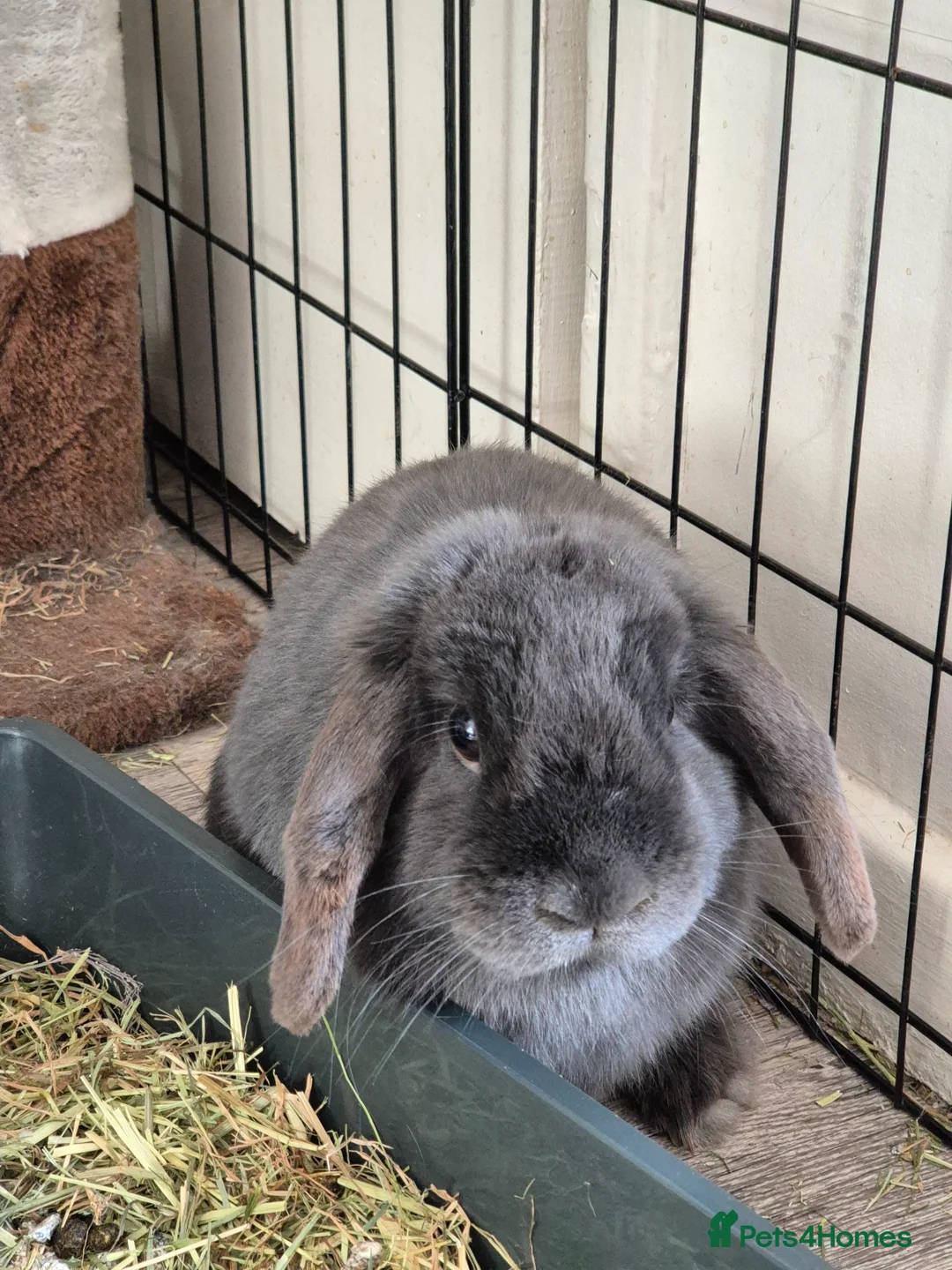 Mini Lop rabbits for sale: Two rabbits  in Stanley - Advert 2