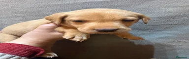 Labrador Retriever 5