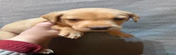 Labrador Retriever dogs for sale: Gorgeous Labrador Puppies - Advert 8