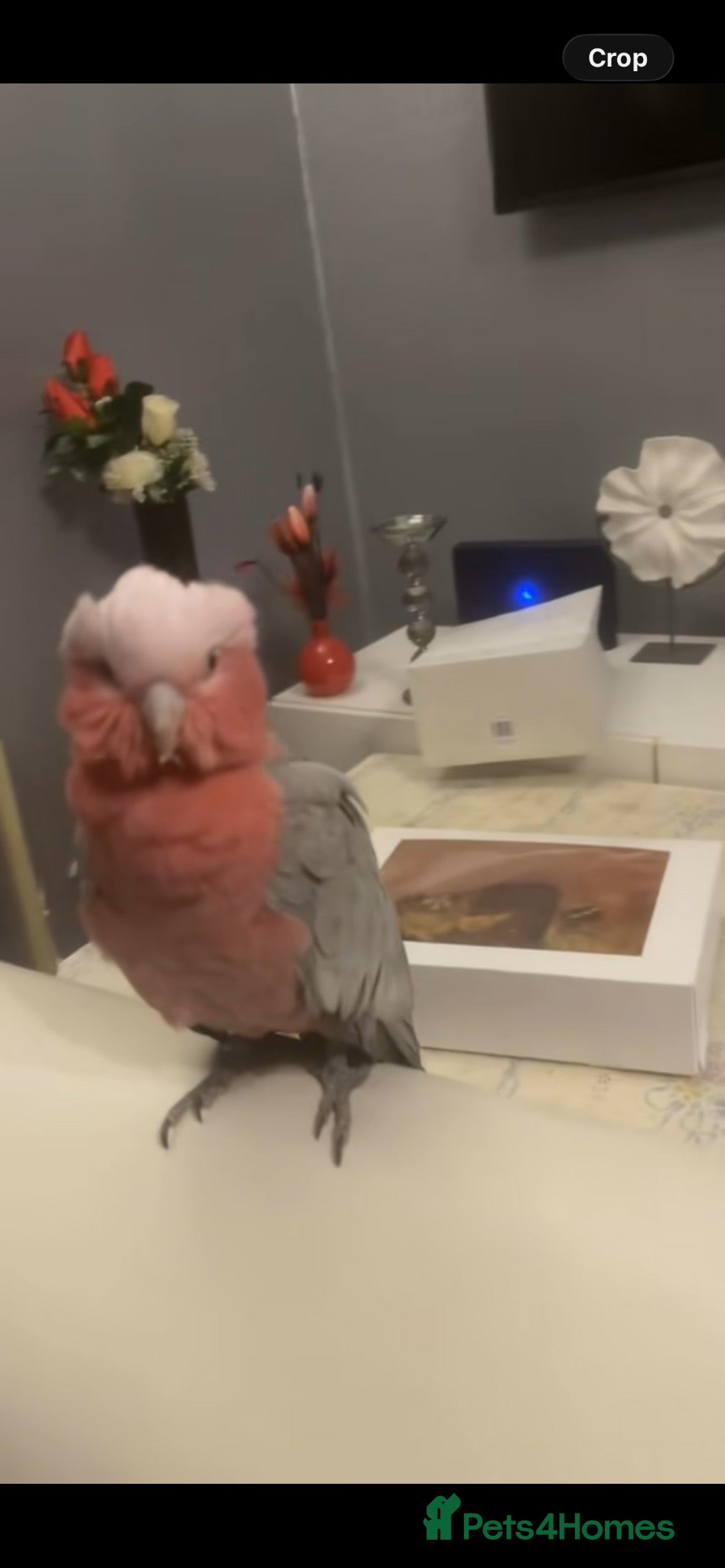 Cockatoo birds Beautiful galah  - Advert 1