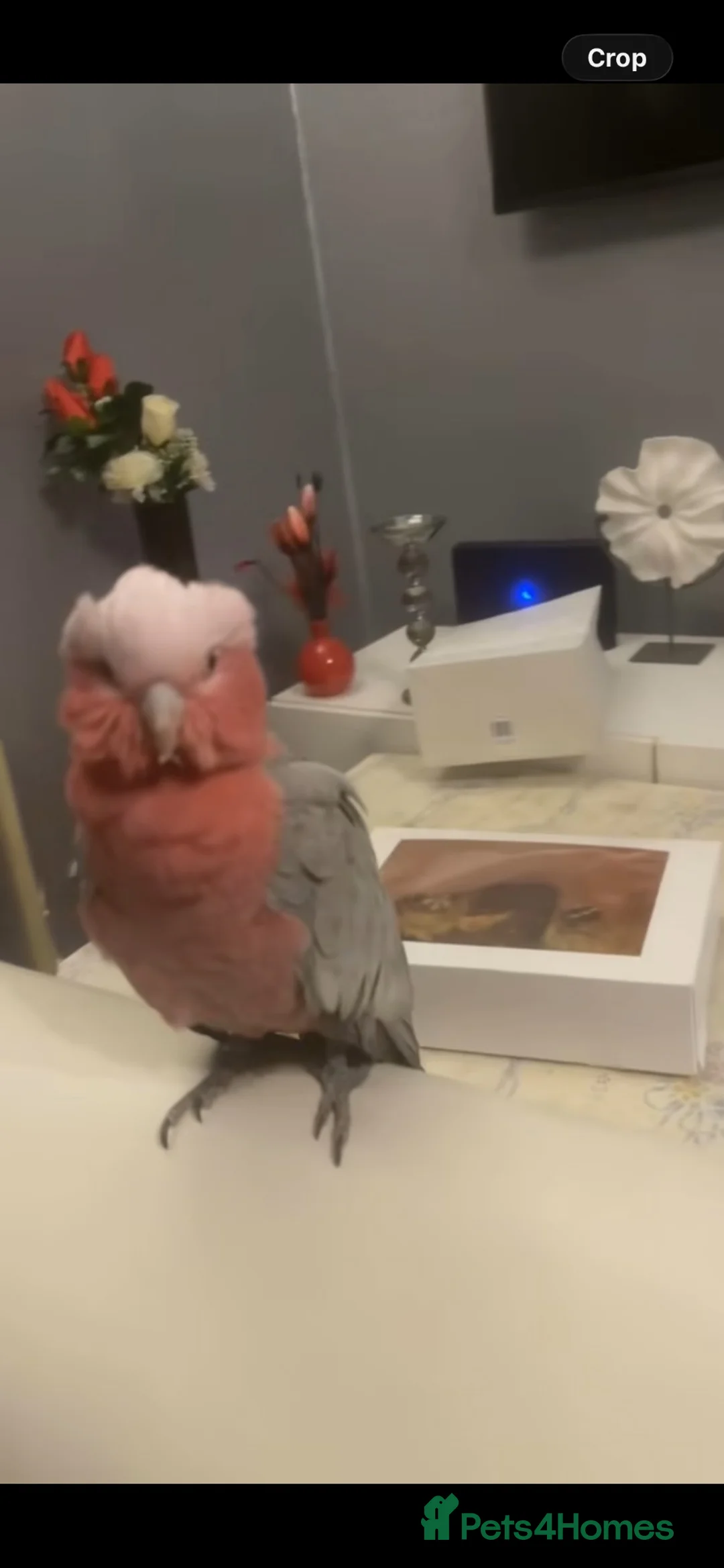 Cockatoo birds for sale: Beautiful galah  in Doncaster - Advert 1