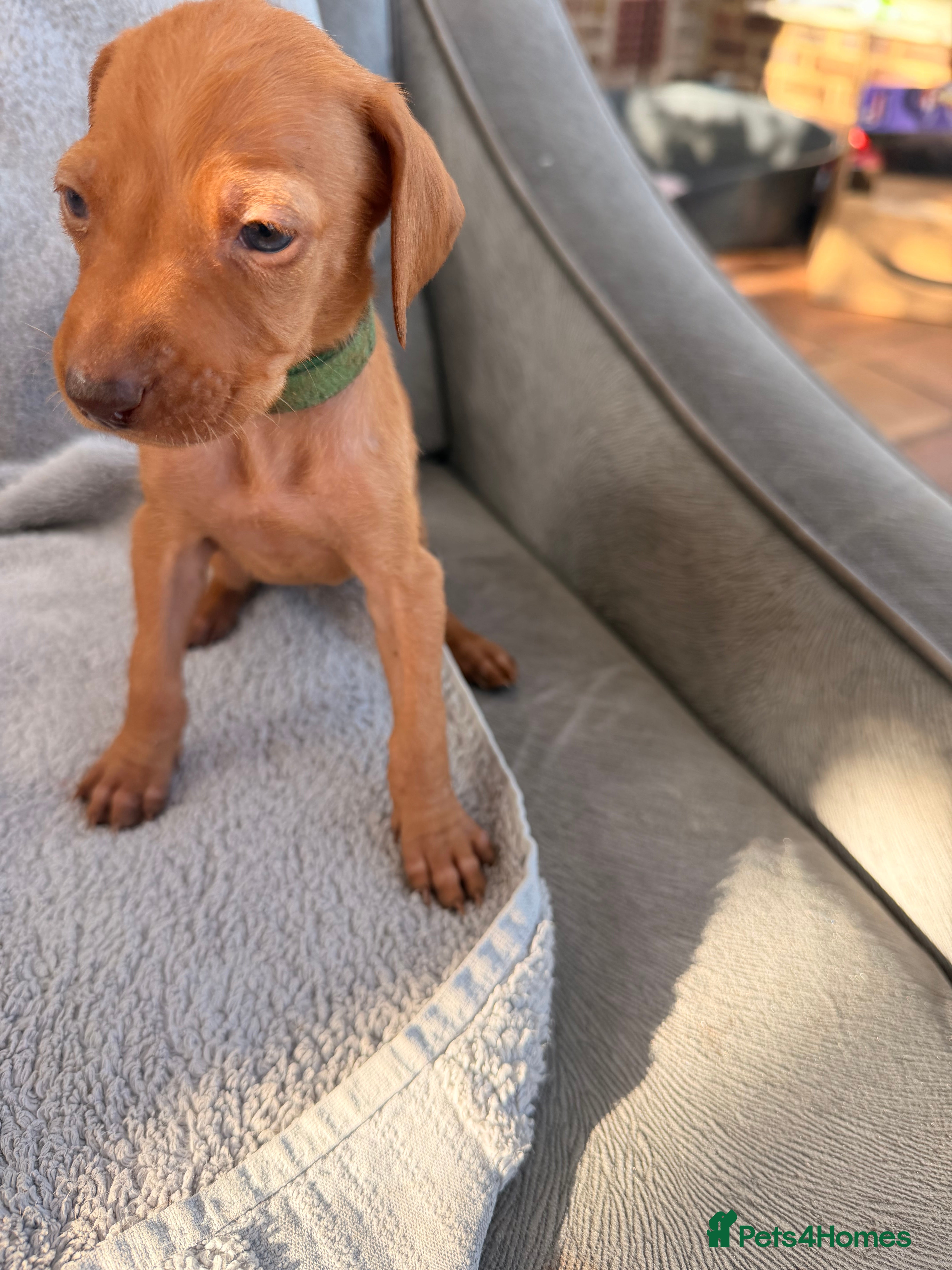 Hungarian Vizsla dogs 🐾 10 Beautiful Hungarian Vizsla Puppies 🐾 - Advert 2