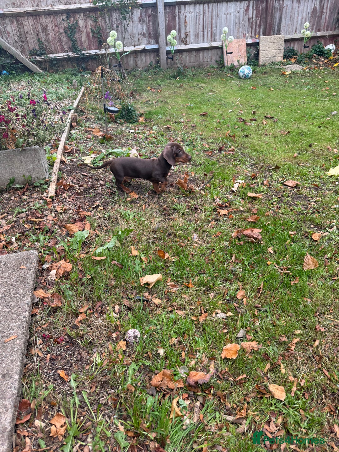 Miniature Dachshund dogs for sale: Stunning mini sausages!  - Image 4