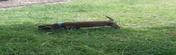 Mixed Breed dogs for sale: Chocolate puppies - Weim x WH Vizsla - Advert 7