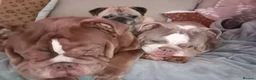 English Bulldog dogs for sale: Mini lilac English Bulldog in Liverpool - Advert 11