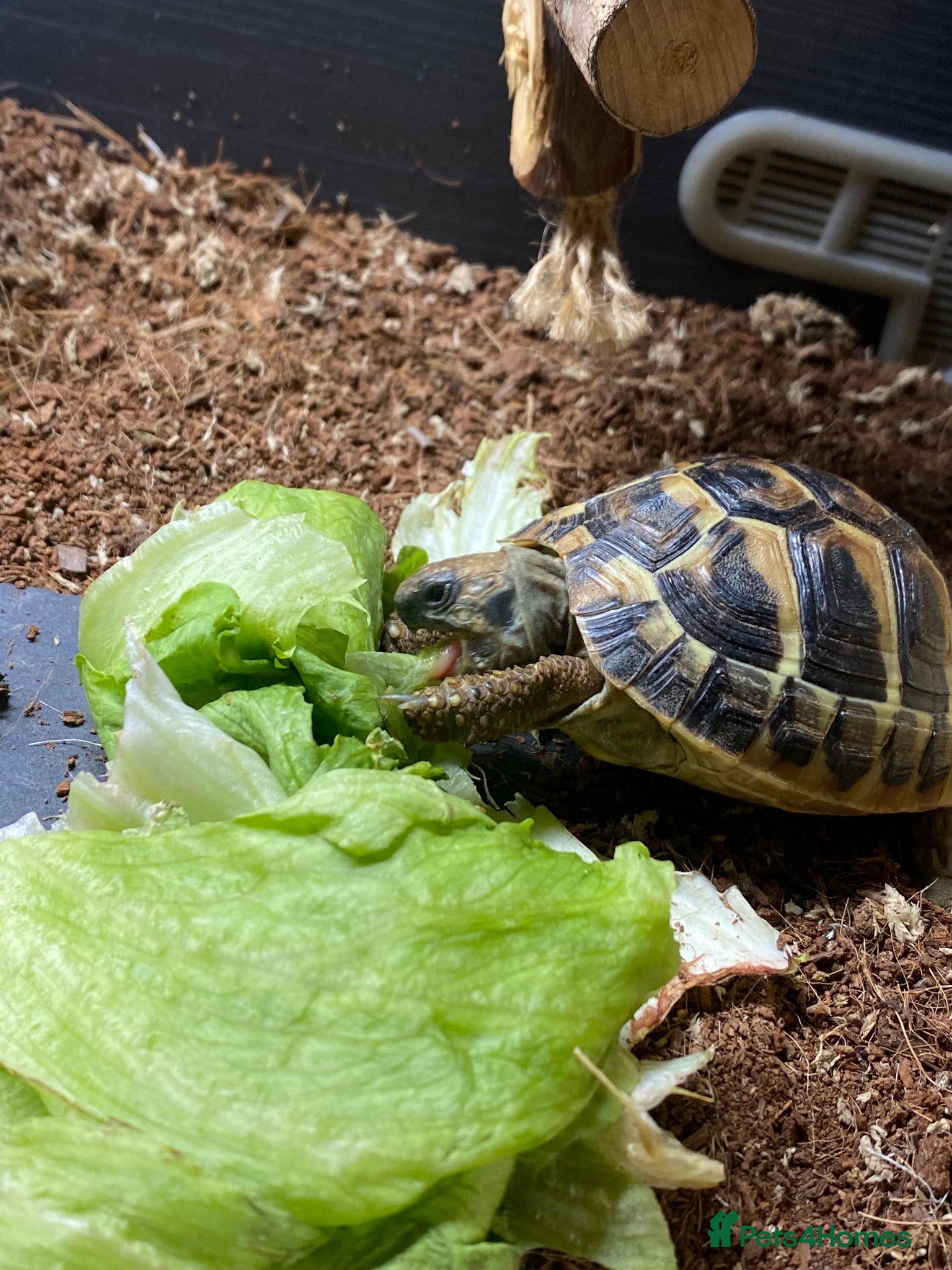 Hermann Tortoise reptiles Two Hermanns tortoises  - Advert 14