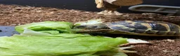 Hermann Tortoise reptiles for sale: Two Hermanns tortoises  - Advert 1