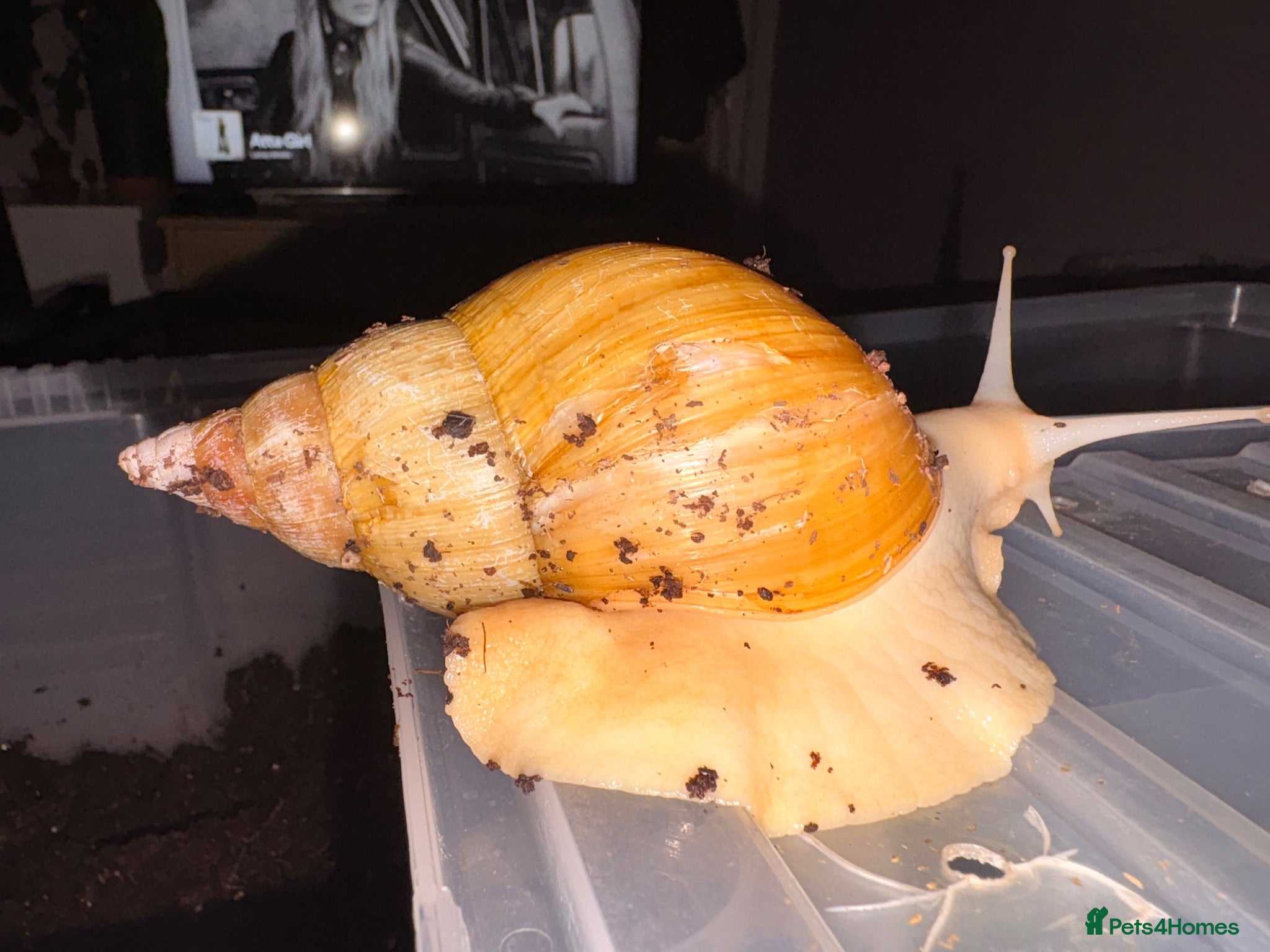 Snails invertebrates Giant African Land Snail - Advert 13