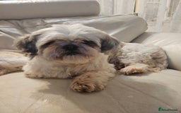 Shih Tzu dogs for sale: Shihtzu boy for sale -10 months old  - Image 2
