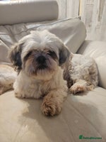 Shih Tzu dogs - Advert 8