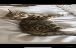 Domestic Shorthair cats for sale: 🐾 Beautiful Kittens Looking for Loving Homes 🐾 - Image 2