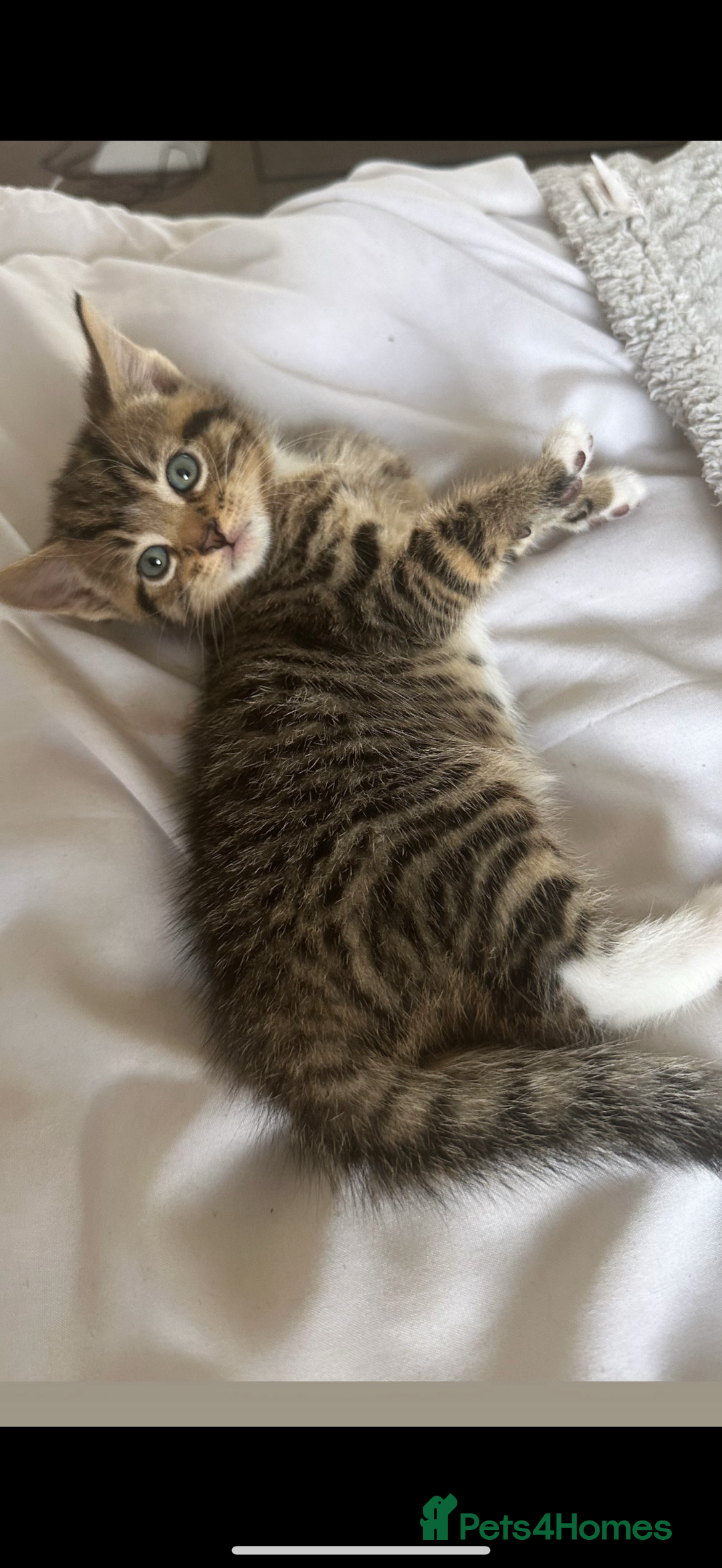 Domestic Shorthair cats for sale: 🐾 Beautiful Kittens Looking for Loving Homes 🐾 - Image 2