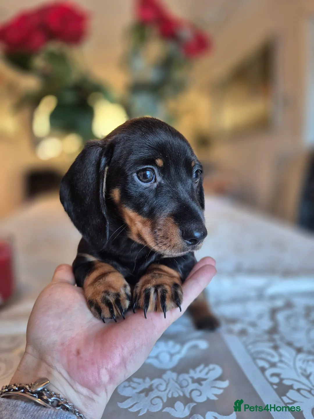 Dachshund dogs for sale: 💙 Miniature Dachshund Boy!💙 - Advert 6