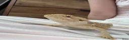 Bearded Dragon reptiles for sale: Bearded dragon with full vivarium set up  in Aldershot - Advert 9