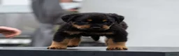 Rottweiler dogs for sale: Chunky German Rottweilers pups  - Advert 3