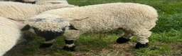 Sheep livestock for sale: Valais Blacknose Sheep (Ewes, Lambs & Rams) - Advert 4