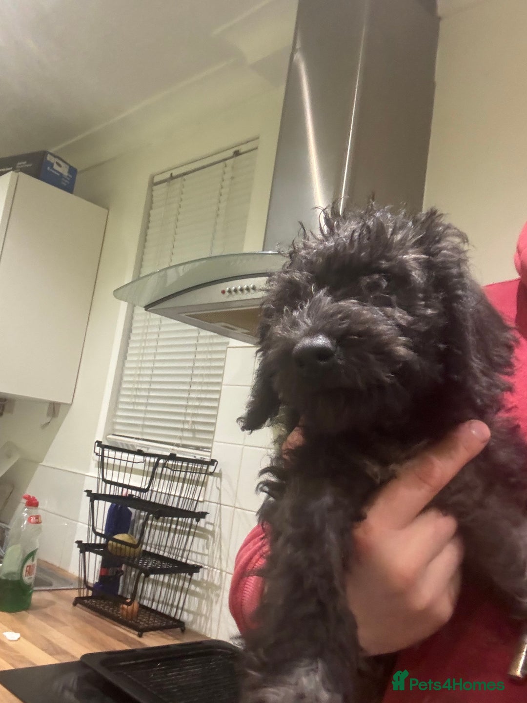 Bedlington Terrier dogs for sale: Bedlington terrier puppies  - Advert 10