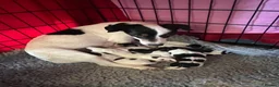 Jack Russell dogs for sale: Working jack russell puppies  - Advert 20