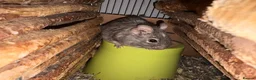 Degus rodents for sale: Degu re homing in Tunbridge Wells - Advert 2