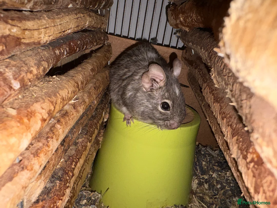Degus rodents for sale: Degu re homing in Tunbridge Wells - Advert 2