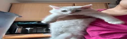 Munchkin cats for sale: Beautiful Girl kitten - Advert 9