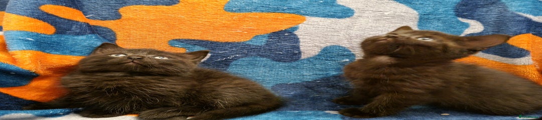 Scottish Fold Kitten 4