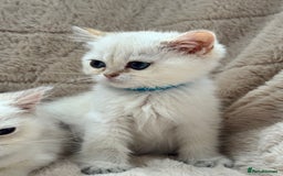 British Shorthair cats for sale: Champion sired Golden Colourpoint Kittens  - Image 15