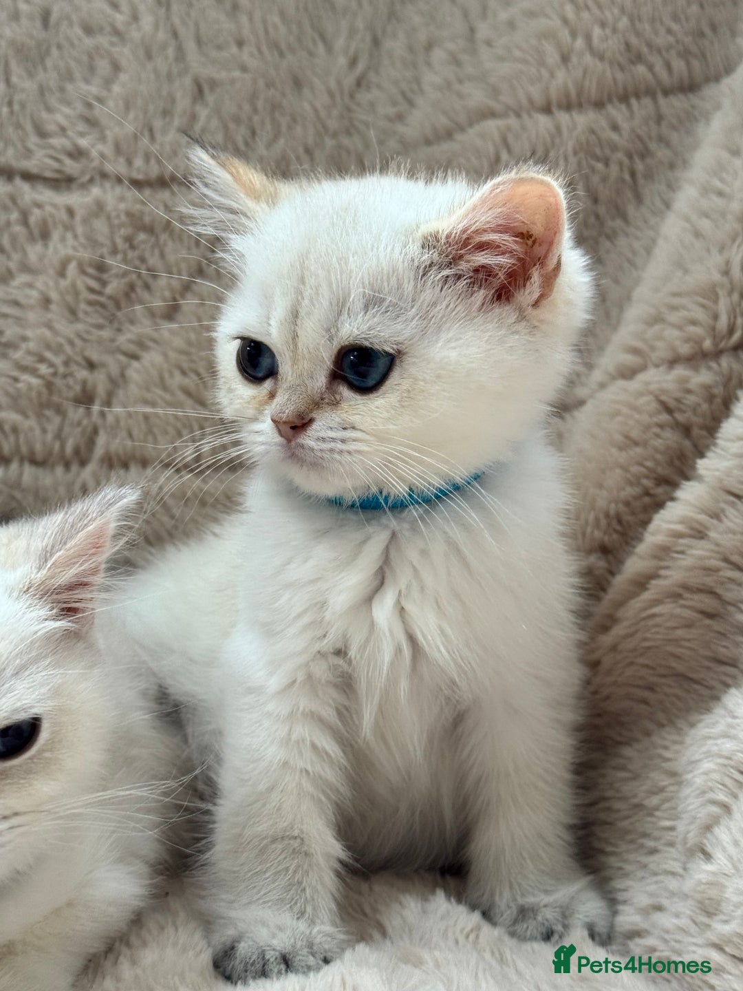 British Shorthair cats for sale: Champion sired Golden Colourpoint Kittens  - Image 15