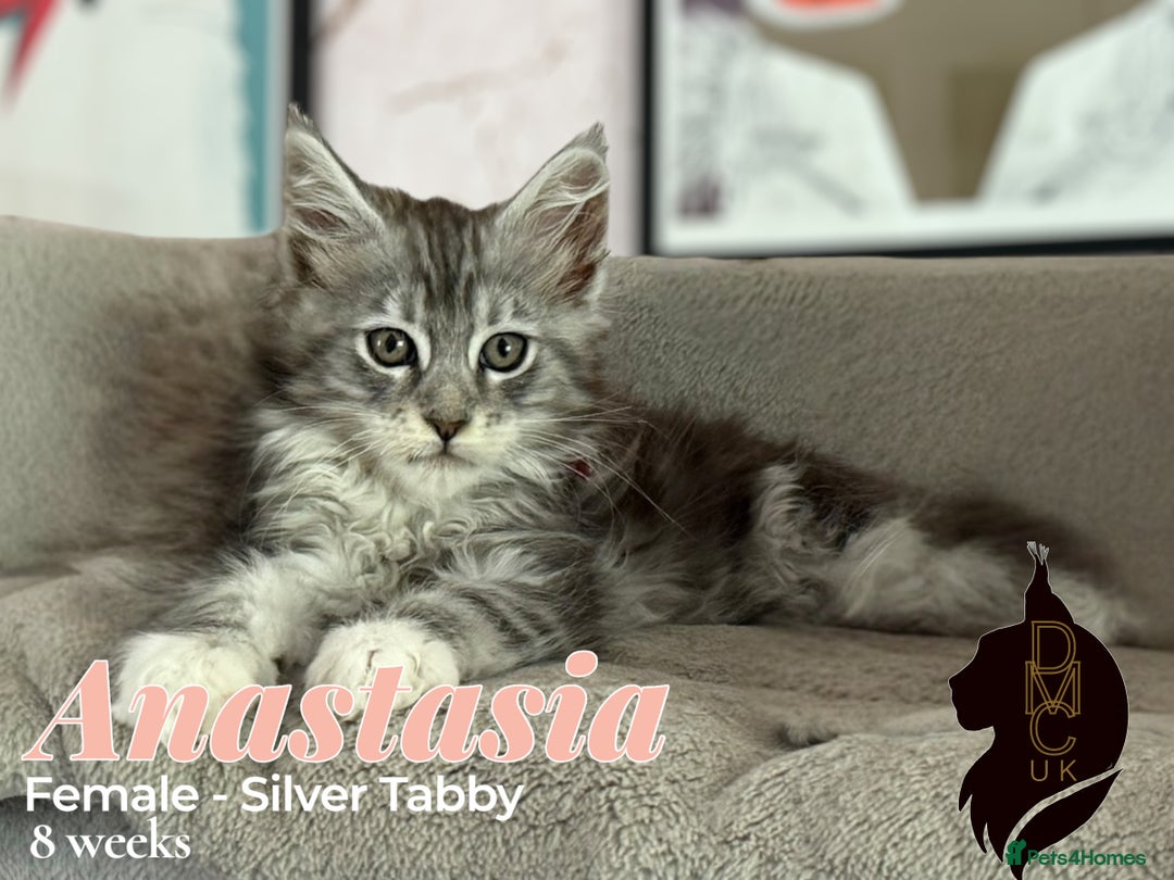 Maine Coon cats for sale: 2 females left to reserve in Arthog - Image 2