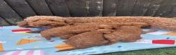 Poodle dogs for sale: Home bred miniature poodles - Advert 2