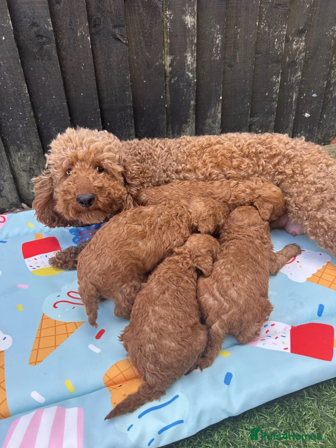Poodle dogs for sale: Home bred miniature poodles - Advert 2