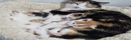 Mixed Breed cats for sale: *LAST KITTEN LEFT* REDUCED Kittens for sale  - Advert 15