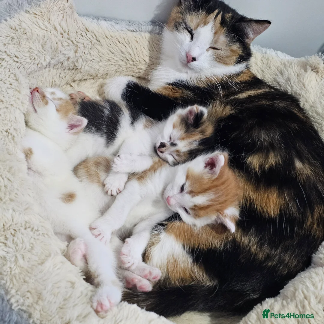 Mixed Breed cats for sale: *LAST KITTEN LEFT* REDUCED Kittens for sale  - Advert 15