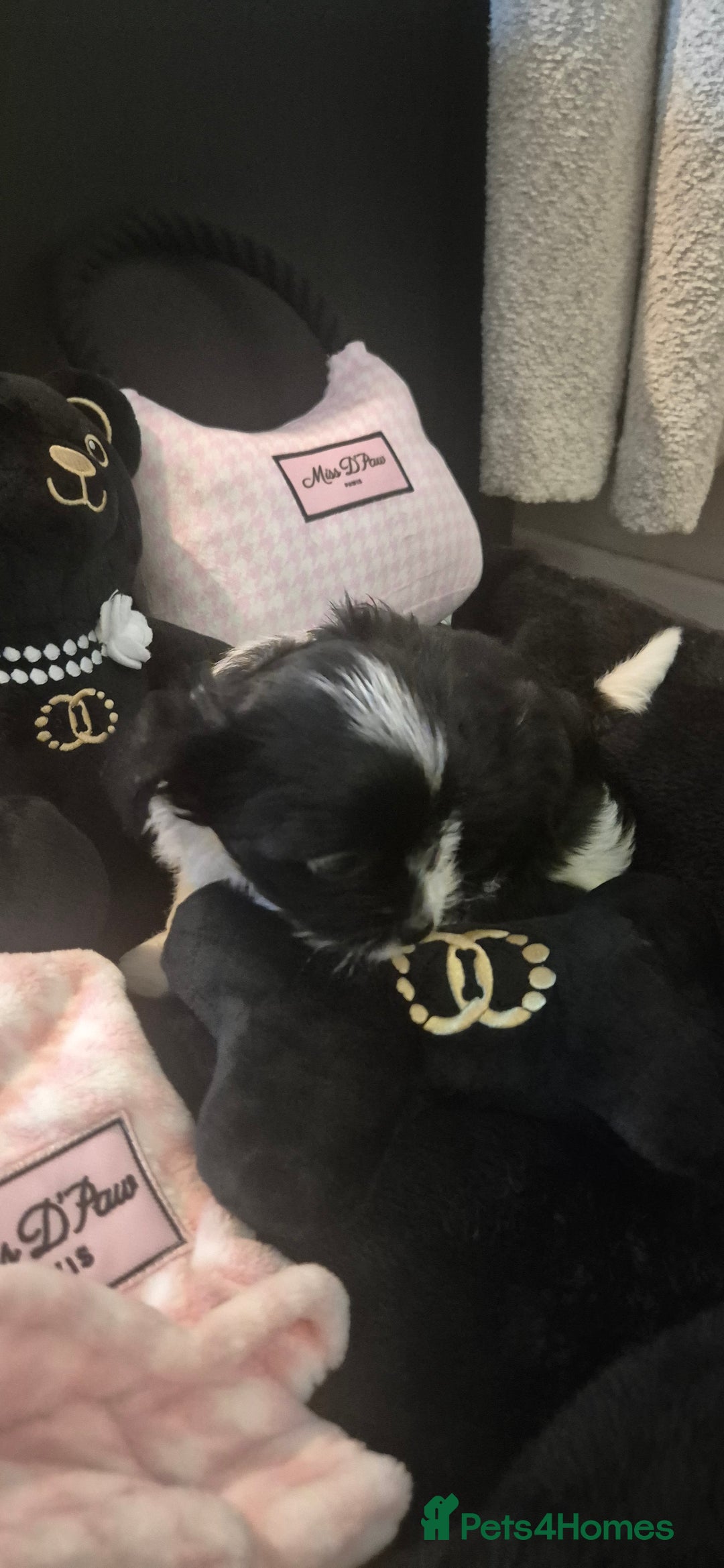 Yorkshire Terrier dogs for sale: Beautiful Biewer Yorkshire terrier puppies  - Advert 20