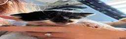 Mixed Breed cats for sale: Beautiful kittens  - Advert 4