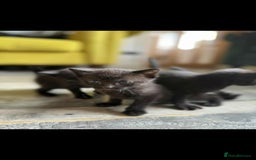 Mixed Breed cats for sale: 4 x Beaitiful Kittens READY NOW - Image 4