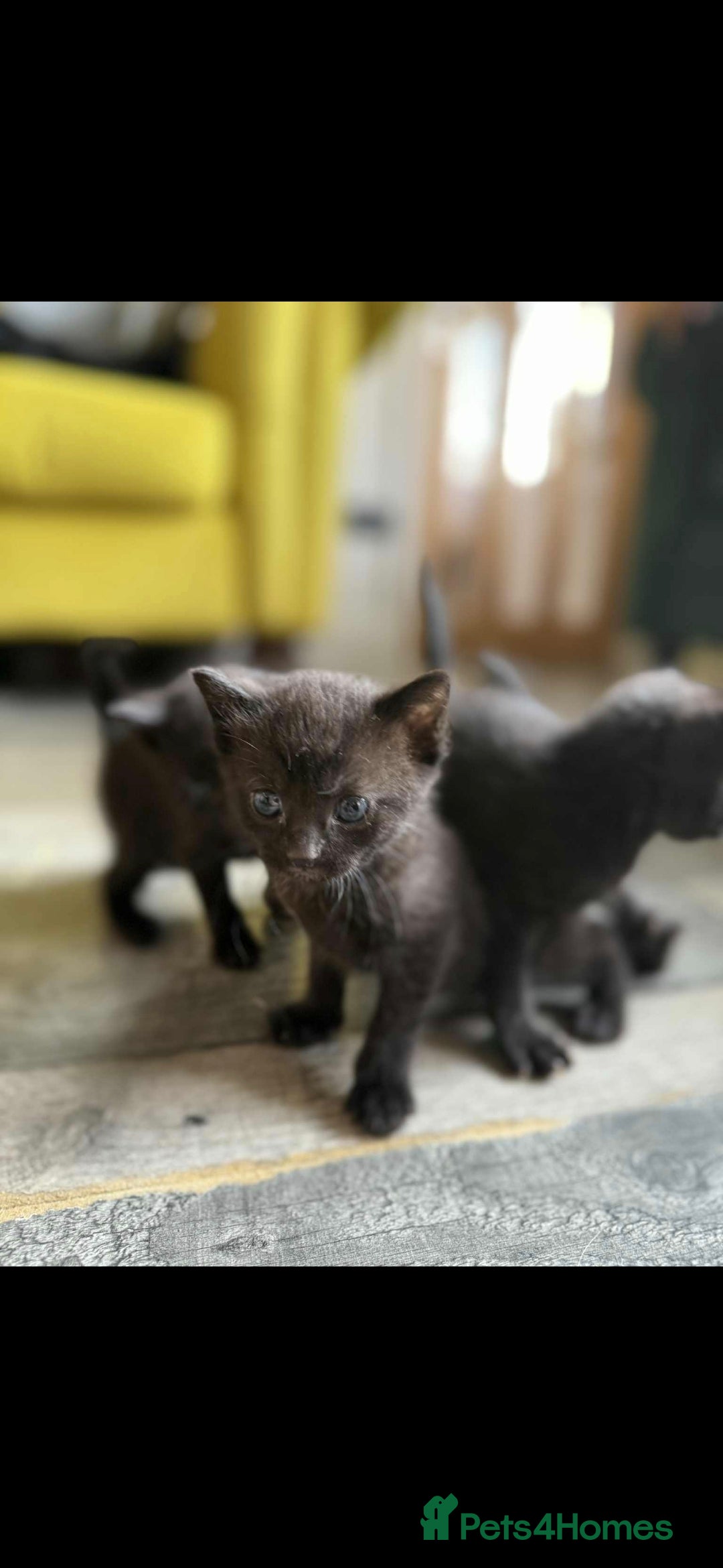 Mixed Breed cats for sale: 4 x Beaitiful Kittens READY NOW - Image 4