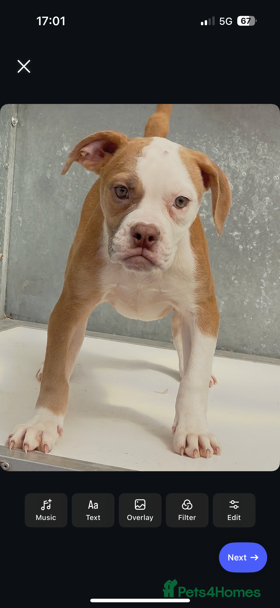 Olde English Bulldogge dogs for sale: Why Settle for Less? 5⭐️Rated,23 years experience  - Image 3