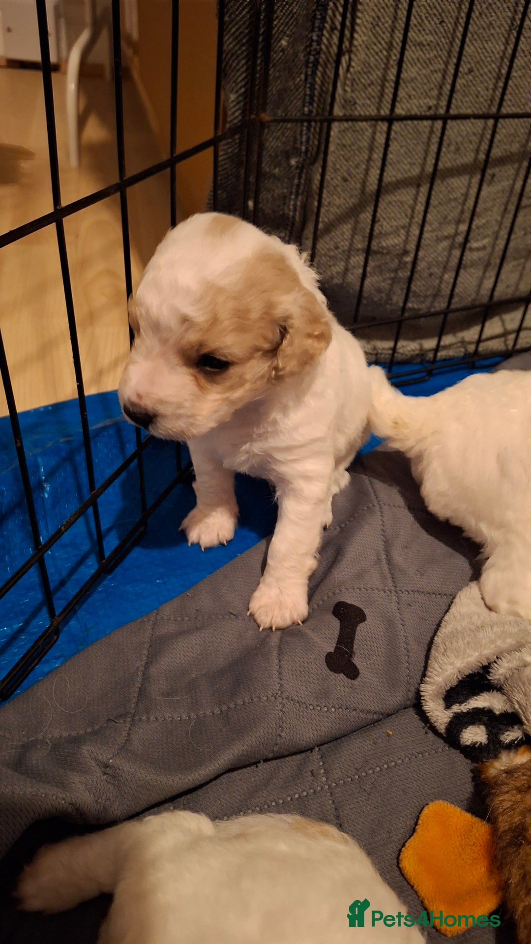 Cockapoo dogs for sale: Mr cassidy - Image 24